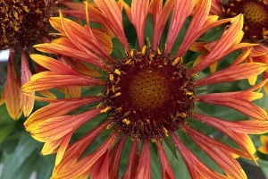 Gaillardia 'Spintop Copper Sun' New 2025